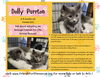 adoptable Cat in , WA named Dolly Purrrton - AV