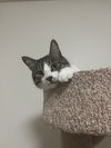 Bandit