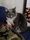 Cleo