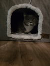 Cleo