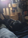 Cleo