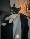 Cleo - Photo 12