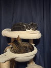 Cleo - Photo 14
