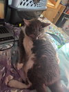 Cleo