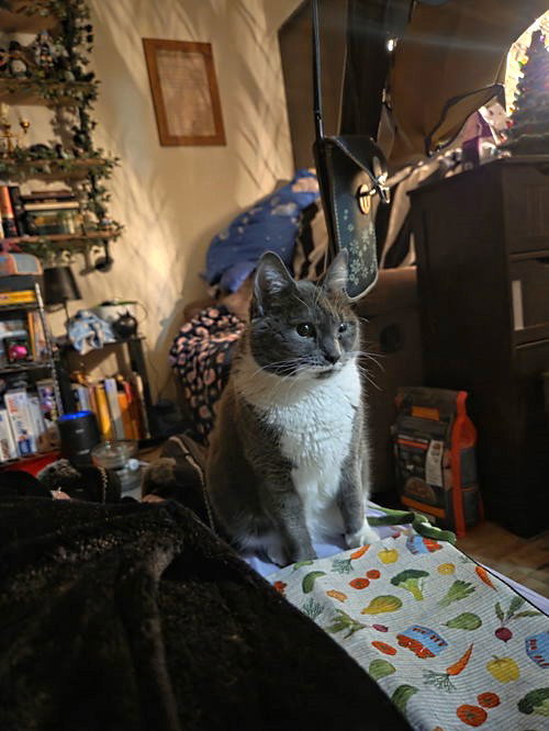 Cleo