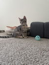 Freya