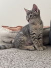 Freya