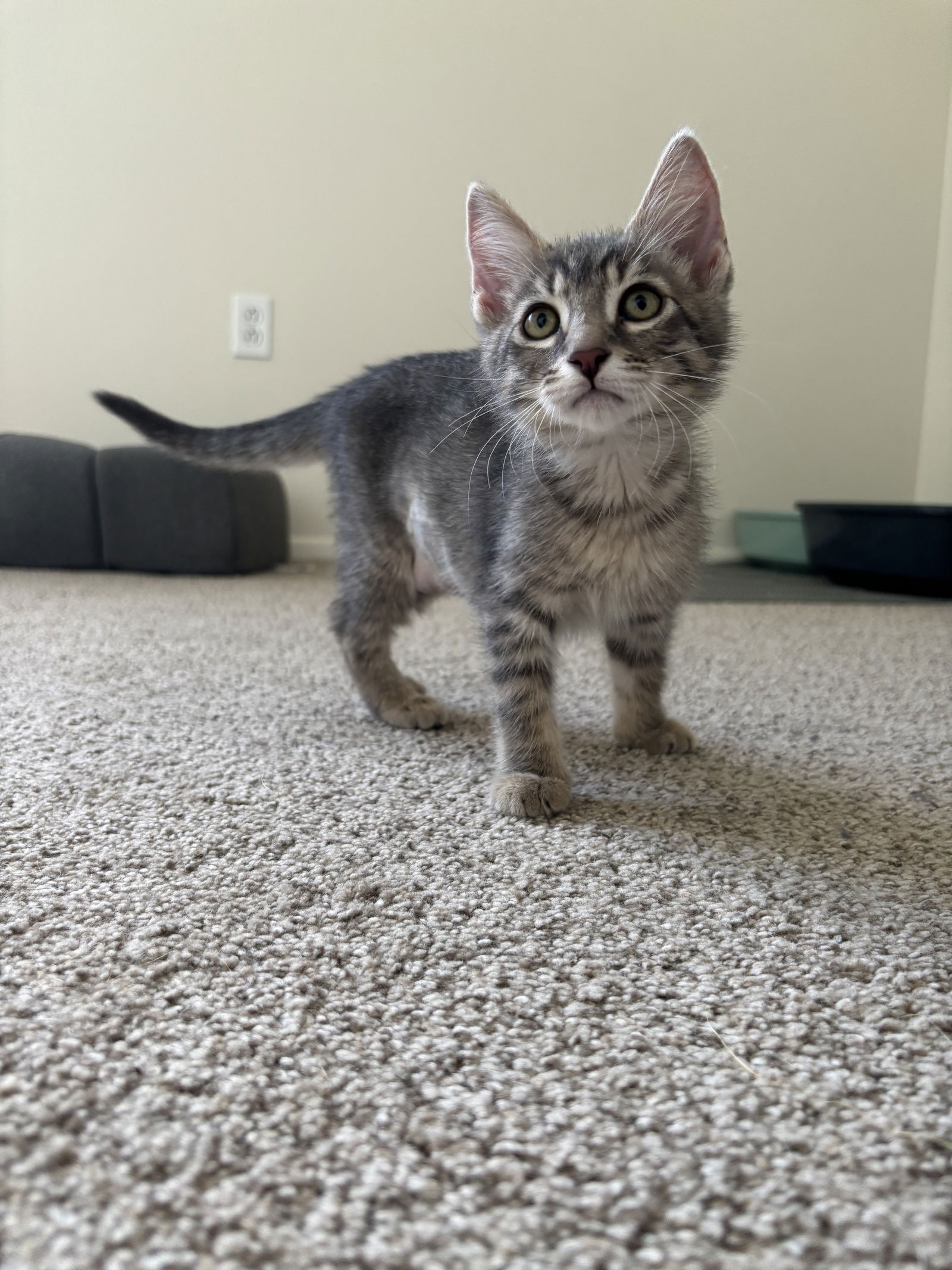 adoptable Cat in Burlington, WA named Dahlia