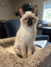 adoptable Cat in  named Chai