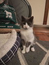 Jade
