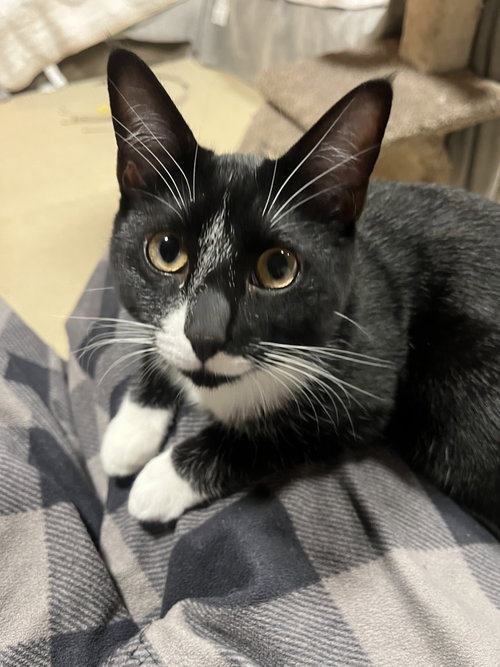 Lexus, an adoptable Domestic Short Hair in Burlington, WA