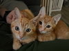 Kilo & Koda