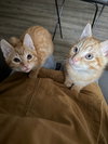 Kilo & Koda