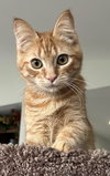 Toulouse Pineapple Luttrell