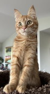 Toulouse Pineapple Luttrell