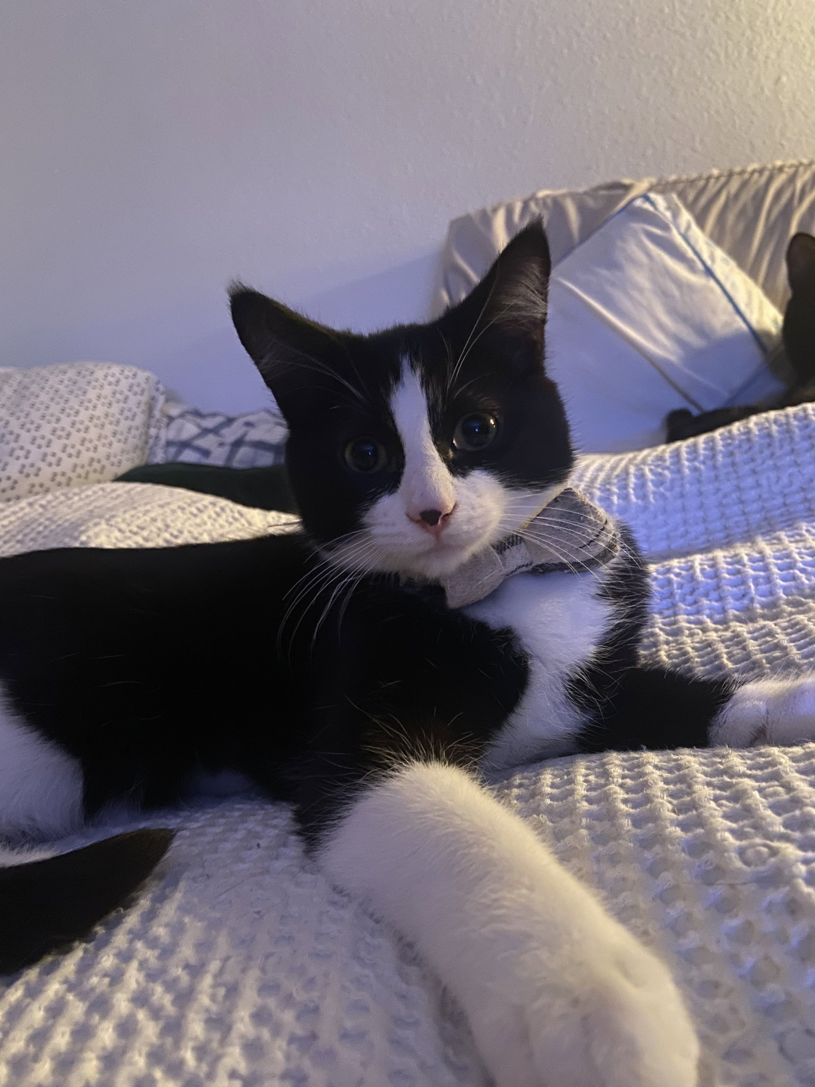 Domino