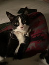 Domino