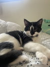 Mini Moo