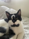 Mini Moo