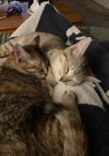 Princess & Duchess