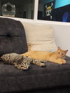 Ace & Luffy