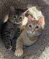 Gabriel & Skye