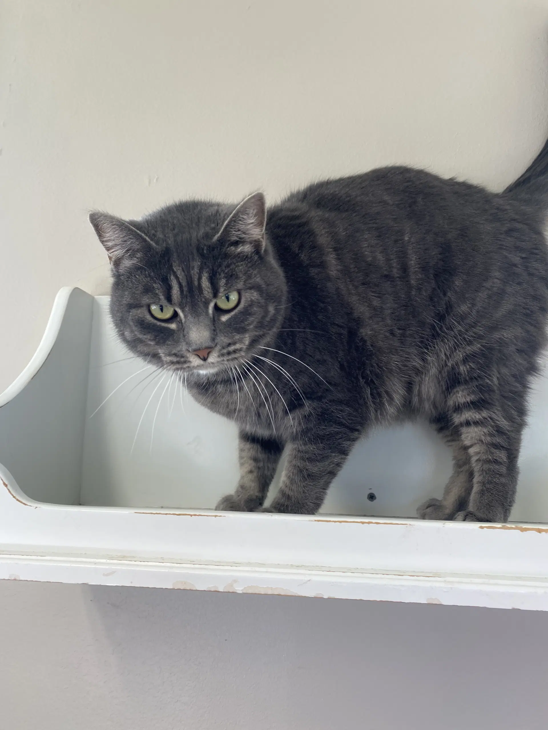 Belle - Domestic Short Hair