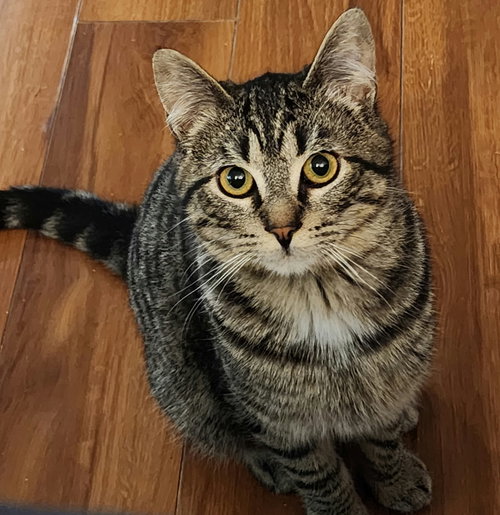 Ace, an adoptable Domestic Short Hair in Burlington, WA
