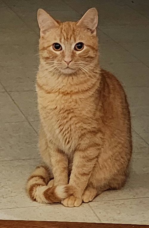 Photo of Luffy