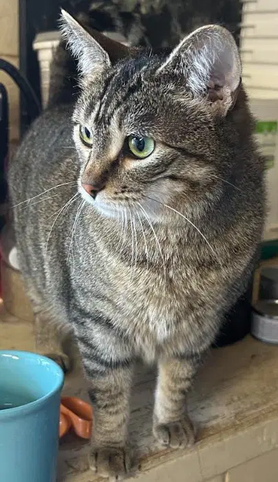 Sassy - Domestic Short Hair