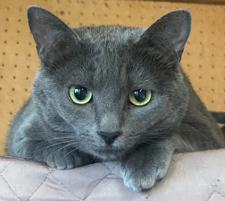 Skye - Russian Blue