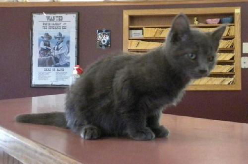 Russian Blue Kittens!