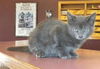 Russian Blue Kittens!