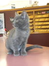 Russian Blue Kittens!