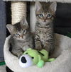 Brown tabby kittens!