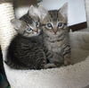 Brown tabby kittens!