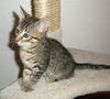 Brown tabby kittens!