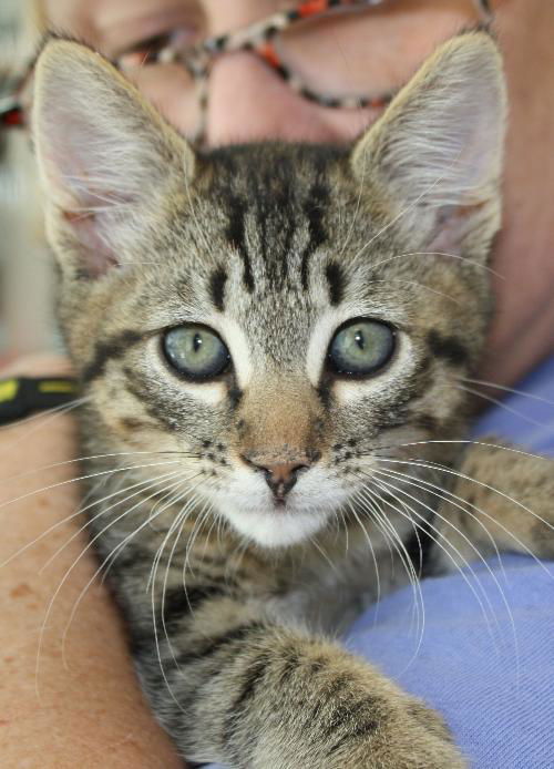 Brown tabby kittens!