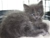Grey fuzzy kitten