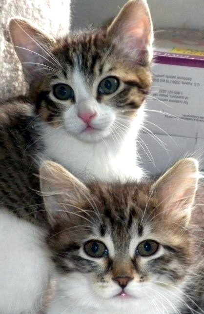 Tabby & White female kitten