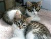 Tabby & White female kitten