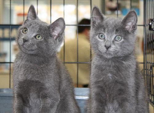 Russian Blue mix kittens - 2 males