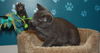 Russian Blue mix kittens - 2 males