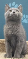 Russian Blue mix kittens - 2 males