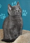 Russian Blue mix kittens - 2 males