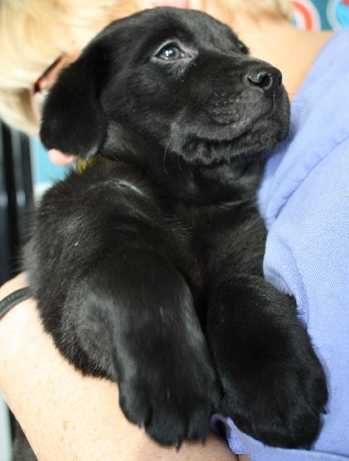 Black lab store retriever mix puppy