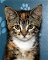 Female Kitten torbi/white
