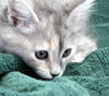 Medium-haired dilute tortoiseshell kitten