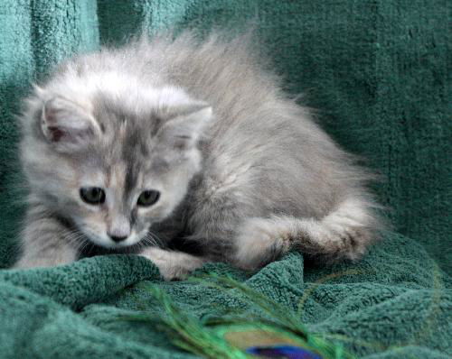 Medium-haired dilute tortoiseshell kitten