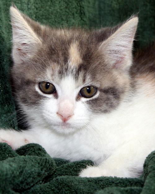 Shorthaired dilute torti kitten